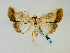  (Antachara eguigureni - BC ZSM Lep 58514)  @12 [ ] CreativeCommons - Attribution Non-Commercial Share-Alike (2011) Axel Hausmann/Bavarian State Collection of Zoology (ZSM) SNSB, Zoologische Staatssammlung Muenchen