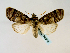  ( - BC ZSM Lep 58516)  @14 [ ] CreativeCommons - Attribution Non-Commercial Share-Alike (2011) Axel Hausmann/Bavarian State Collection of Zoology (ZSM) SNSB, Zoologische Staatssammlung Muenchen
