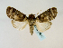  (Iscadia rectilinea - BC ZSM Lep 58517)  @14 [ ] CreativeCommons - Attribution Non-Commercial Share-Alike (2011) Axel Hausmann/Bavarian State Collection of Zoology (ZSM) SNSB, Zoologische Staatssammlung Muenchen