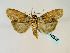  (Iscadia producta - BC ZSM Lep 58518)  @11 [ ] CreativeCommons - Attribution Non-Commercial Share-Alike (2011) Axel Hausmann/Bavarian State Collection of Zoology (ZSM) SNSB, Zoologische Staatssammlung Muenchen