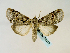  (Iscadia furcifera - BC ZSM Lep 58519)  @14 [ ] CreativeCommons - Attribution Non-Commercial Share-Alike (2011) Axel Hausmann/Bavarian State Collection of Zoology (ZSM) SNSB, Zoologische Staatssammlung Muenchen