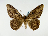  (Feigeria xylina - BC ZSM Lep 58525)  @13 [ ] CreativeCommons - Attribution Non-Commercial Share-Alike (2011) Axel Hausmann/Bavarian State Collection of Zoology (ZSM) SNSB, Zoologische Staatssammlung Muenchen