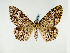  (Feigeria GB01Ve - BC ZSM Lep 58526)  @13 [ ] CreativeCommons - Attribution Non-Commercial Share-Alike (2011) Axel Hausmann/Bavarian State Collection of Zoology (ZSM) SNSB, Zoologische Staatssammlung Muenchen