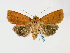  ( - BC ZSM Lep 58543)  @14 [ ] CreativeCommons - Attribution Non-Commercial Share-Alike (2011) Axel Hausmann/Bavarian State Collection of Zoology (ZSM) SNSB, Zoologische Staatssammlung Muenchen