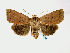  ( - BC ZSM Lep 58544)  @14 [ ] CreativeCommons - Attribution Non-Commercial Share-Alike (2011) Axel Hausmann/Bavarian State Collection of Zoology (ZSM) SNSB, Zoologische Staatssammlung Muenchen