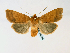 (Metaxaglaea semitaria - BC ZSM Lep 58546)  @15 [ ] CreativeCommons - Attribution Non-Commercial Share-Alike (2011) Axel Hausmann/Bavarian State Collection of Zoology (ZSM) SNSB, Zoologische Staatssammlung Muenchen