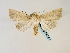  ( - BC ZSM Lep 58554)  @13 [ ] CreativeCommons - Attribution Non-Commercial Share-Alike (2011) Axel Hausmann/Bavarian State Collection of Zoology (ZSM) SNSB, Zoologische Staatssammlung Muenchen