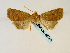  ( - BC ZSM Lep 58565)  @13 [ ] CreativeCommons - Attribution Non-Commercial Share-Alike (2011) Axel Hausmann/Bavarian State Collection of Zoology (ZSM) SNSB, Zoologische Staatssammlung Muenchen