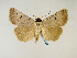  (Lygephila lusoria - BC ZSM Lep 58569)  @13 [ ] CreativeCommons - Attribution Non-Commercial Share-Alike (2011) Axel Hausmann/Bavarian State Collection of Zoology (ZSM) SNSB, Zoologische Staatssammlung Muenchen