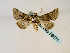 ( - BC ZSM Lep 58571)  @12 [ ] CreativeCommons - Attribution Non-Commercial Share-Alike (2011) Axel Hausmann/Bavarian State Collection of Zoology (ZSM) SNSB, Zoologische Staatssammlung Muenchen