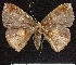  (Astygisa vexillaria - BC ZSM Lep 62925)  @13 [ ] Copyright (2011) Axel Hausmann/Bavarian State Collection of Zoology (ZSM) SNSB, Zoologische Staatssammlung Muenchen