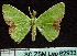  (Comibaena fuscidorsata - BC ZSM Lep 62933)  @15 [ ] Copyright (2011) Axel Hausmann/Bavarian State Collection of Zoology (ZSM) SNSB, Zoologische Staatssammlung Muenchen