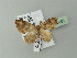  ( - BC ZSM Lep 71643)  @13 [ ] CreativeCommons - Attribution Non-Commercial Share-Alike (2013) Axel Hausmann/Bavarian State Collection of Zoology (ZSM) SNSB, Zoologische Staatssammlung Muenchen