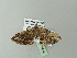  (Xanthorhoe ansorgei - BC ZSM Lep 71644)  @12 [ ] CreativeCommons - Attribution Non-Commercial Share-Alike (2013) Axel Hausmann/Bavarian State Collection of Zoology (ZSM) SNSB, Zoologische Staatssammlung Muenchen