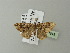  ( - BC ZSM Lep 71645)  @12 [ ] CreativeCommons - Attribution Non-Commercial Share-Alike (2013) Axel Hausmann/Bavarian State Collection of Zoology (ZSM) SNSB, Zoologische Staatssammlung Muenchen