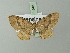 (Asthenotricha semidivisa - BC ZSM Lep 71648)  @13 [ ] CreativeCommons - Attribution Non-Commercial Share-Alike (2013) Axel Hausmann/Bavarian State Collection of Zoology (ZSM) SNSB, Zoologische Staatssammlung Muenchen