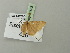  (Asthenotricha ansorgei - BC ZSM Lep 71653)  @12 [ ] CreativeCommons - Attribution Non-Commercial Share-Alike (2013) Axel Hausmann/Bavarian State Collection of Zoology (ZSM) SNSB, Zoologische Staatssammlung Muenchen