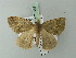 (Epigynopteryx stictigramma - BC ZSM Lep 71681)  @13 [ ] CreativeCommons - Attribution Non-Commercial Share-Alike (2013) Axel Hausmann/Bavarian State Collection of Zoology (ZSM) SNSB, Zoologische Staatssammlung Muenchen