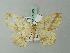  (Epigynopteryx nigricola - BC ZSM Lep 71685)  @14 [ ] CreativeCommons - Attribution Non-Commercial Share-Alike (2013) Axel Hausmann/Bavarian State Collection of Zoology (ZSM) SNSB, Zoologische Staatssammlung Muenchen