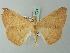  ( - BC ZSM Lep 71724)  @14 [ ] CreativeCommons - Attribution Non-Commercial Share-Alike (2013) Axel Hausmann/Bavarian State Collection of Zoology (ZSM) SNSB, Zoologische Staatssammlung Muenchen