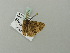  (Zeuctoboarmia translata - BC ZSM Lep 71729)  @11 [ ] CreativeCommons - Attribution Non-Commercial Share-Alike (2013) Axel Hausmann/Bavarian State Collection of Zoology (ZSM) SNSB, Zoologische Staatssammlung Muenchen