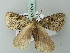  ( - BC ZSM Lep 71730)  @12 [ ] CreativeCommons - Attribution Non-Commercial Share-Alike (2013) Axel Hausmann/Bavarian State Collection of Zoology (ZSM) SNSB, Zoologische Staatssammlung Muenchen