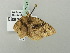  ( - BC ZSM Lep 71731)  @12 [ ] CreativeCommons - Attribution Non-Commercial Share-Alike (2013) Axel Hausmann/Bavarian State Collection of Zoology (ZSM) SNSB, Zoologische Staatssammlung Muenchen