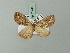  ( - BC ZSM Lep 71745)  @13 [ ] CreativeCommons - Attribution Non-Commercial Share-Alike (2013) Axel Hausmann/Bavarian State Collection of Zoology (ZSM) SNSB, Zoologische Staatssammlung Muenchen
