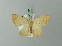  ( - BC ZSM Lep 71789)  @13 [ ] CreativeCommons - Attribution Non-Commercial Share-Alike (2013) Axel Hausmann/Bavarian State Collection of Zoology (ZSM) SNSB, Zoologische Staatssammlung Muenchen