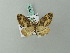  (Omphalucha apira - BC ZSM Lep 71806)  @13 [ ] CreativeCommons - Attribution Non-Commercial Share-Alike (2013) Axel Hausmann/Bavarian State Collection of Zoology (ZSM) SNSB, Zoologische Staatssammlung Muenchen