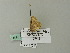  ( - BC ZSM Lep 71818)  @12 [ ] CreativeCommons - Attribution Non-Commercial Share-Alike (2013) Axel Hausmann/Bavarian State Collection of Zoology (ZSM) SNSB, Zoologische Staatssammlung Muenchen
