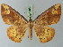  ( - BC ZSM Lep 72873)  @14 [ ] CreativeCommons - Attribution Non-Commercial Share-Alike (2013) Axel Hausmann/Bavarian State Collection of Zoology (ZSM) SNSB, Zoologische Staatssammlung Muenchen