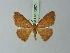  ( - BC ZSM Lep 72874)  @13 [ ] CreativeCommons - Attribution Non-Commercial Share-Alike (2013) Axel Hausmann/Bavarian State Collection of Zoology (ZSM) SNSB, Zoologische Staatssammlung Muenchen