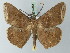  ( - BC ZSM Lep 72880)  @11 [ ] CreativeCommons - Attribution Non-Commercial Share-Alike (2013) Axel Hausmann/Bavarian State Collection of Zoology (ZSM) SNSB, Zoologische Staatssammlung Muenchen