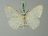  ( - BC ZSM Lep 72901)  @11 [ ] CreativeCommons - Attribution Non-Commercial Share-Alike (2013) Axel Hausmann/Bavarian State Collection of Zoology (ZSM) SNSB, Zoologische Staatssammlung Muenchen