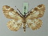  ( - BC ZSM Lep 72911)  @15 [ ] CreativeCommons - Attribution Non-Commercial Share-Alike (2013) Axel Hausmann/Bavarian State Collection of Zoology (ZSM) SNSB, Zoologische Staatssammlung Muenchen