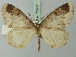  ( - BC ZSM Lep 72917)  @11 [ ] CreativeCommons - Attribution Non-Commercial Share-Alike (2013) Axel Hausmann/Bavarian State Collection of Zoology (ZSM) SNSB, Zoologische Staatssammlung Muenchen