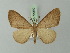  ( - BC ZSM Lep 72930)  @14 [ ] CreativeCommons - Attribution Non-Commercial Share-Alike (2013) Axel Hausmann/Bavarian State Collection of Zoology (ZSM) SNSB, Zoologische Staatssammlung Muenchen