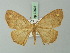  ( - BC ZSM Lep 72931)  @11 [ ] CreativeCommons - Attribution Non-Commercial Share-Alike (2013) Axel Hausmann/Bavarian State Collection of Zoology (ZSM) SNSB, Zoologische Staatssammlung Muenchen
