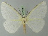  (Carpella innotata - BC ZSM Lep 72934)  @14 [ ] CreativeCommons - Attribution Non-Commercial Share-Alike (2013) Axel Hausmann/Bavarian State Collection of Zoology (ZSM) SNSB, Zoologische Staatssammlung Muenchen