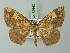  (Entomopteryx semifusca - BC ZSM Lep 72942)  @11 [ ] CreativeCommons - Attribution Non-Commercial Share-Alike (2013) Axel Hausmann/Bavarian State Collection of Zoology (ZSM) SNSB, Zoologische Staatssammlung Muenchen