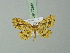  ( - BC ZSM Lep 72943)  @12 [ ] CreativeCommons - Attribution Non-Commercial Share-Alike (2013) Axel Hausmann/Bavarian State Collection of Zoology (ZSM) SNSB, Zoologische Staatssammlung Muenchen