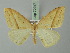  ( - BC ZSM Lep 72947)  @14 [ ] CreativeCommons - Attribution Non-Commercial Share-Alike (2013) Axel Hausmann/Bavarian State Collection of Zoology (ZSM) SNSB, Zoologische Staatssammlung Muenchen