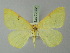  (Opisthograptis emaculata - BC ZSM Lep 72952)  @14 [ ] CreativeCommons - Attribution Non-Commercial Share-Alike (2013) Axel Hausmann/Bavarian State Collection of Zoology (ZSM) SNSB, Zoologische Staatssammlung Muenchen
