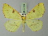  ( - BC ZSM Lep 72954)  @11 [ ] CreativeCommons - Attribution Non-Commercial Share-Alike (2013) Axel Hausmann/Bavarian State Collection of Zoology (ZSM) SNSB, Zoologische Staatssammlung Muenchen
