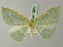  ( - BC ZSM Lep 72958)  @11 [ ] CreativeCommons - Attribution Non-Commercial Share-Alike (2013) Axel Hausmann/Bavarian State Collection of Zoology (ZSM) SNSB, Zoologische Staatssammlung Muenchen