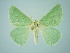  (Holoterpna pruinosata - BC ZSM Lep 75064)  @14 [ ] CreativeCommons - Attribution Non-Commercial Share-Alike (2013) Axel Hausmann/Bavarian State Collection of Zoology (ZSM) SNSB, Zoologische Staatssammlung Muenchen