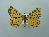  ( - BC ZSM Lep 75104)  @13 [ ] CreativeCommons - Attribution Non-Commercial Share-Alike (2013) Axel Hausmann/Bavarian State Collection of Zoology (ZSM) SNSB, Zoologische Staatssammlung Muenchen