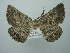 ( - BC ZSM Lep 75110)  @13 [ ] CreativeCommons - Attribution Non-Commercial Share-Alike (2013) Axel Hausmann/Bavarian State Collection of Zoology (ZSM) SNSB, Zoologische Staatssammlung Muenchen