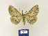  ( - BMB Lep 00239)  @13 [ ] Copyright (2011) Axel Hausmann/Bavarian State Collection of Zoology (ZSM) SNSB, Zoologische Staatssammlung Muenchen